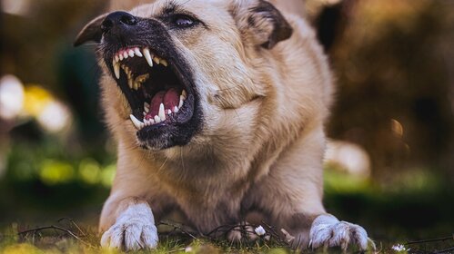  DÉCLARATION D'UN CHIEN DE 1ère et 2ème catégorie